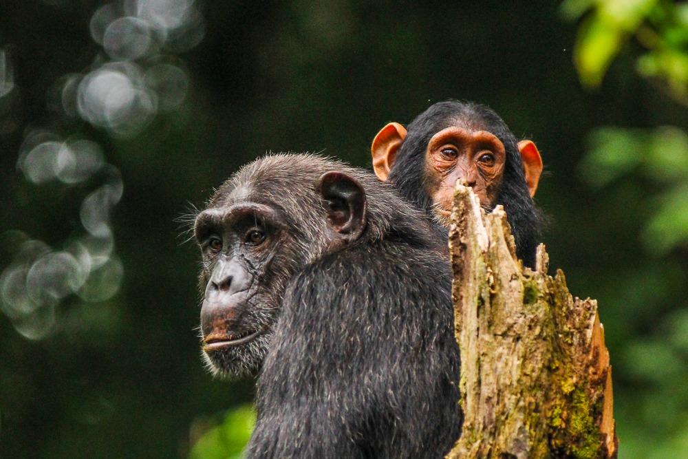 Chimpanzés em Uganda