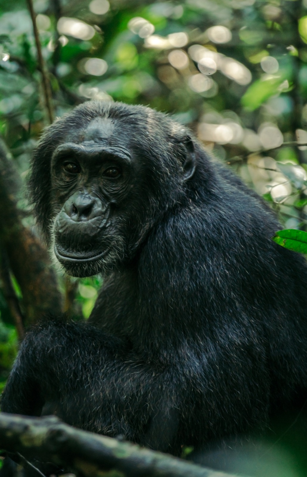 Chimpanzés em Uganda