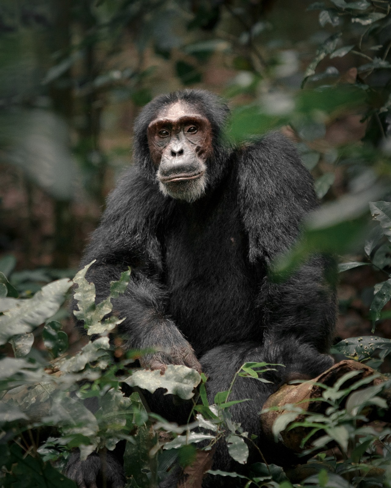Chimpanzés em Uganda