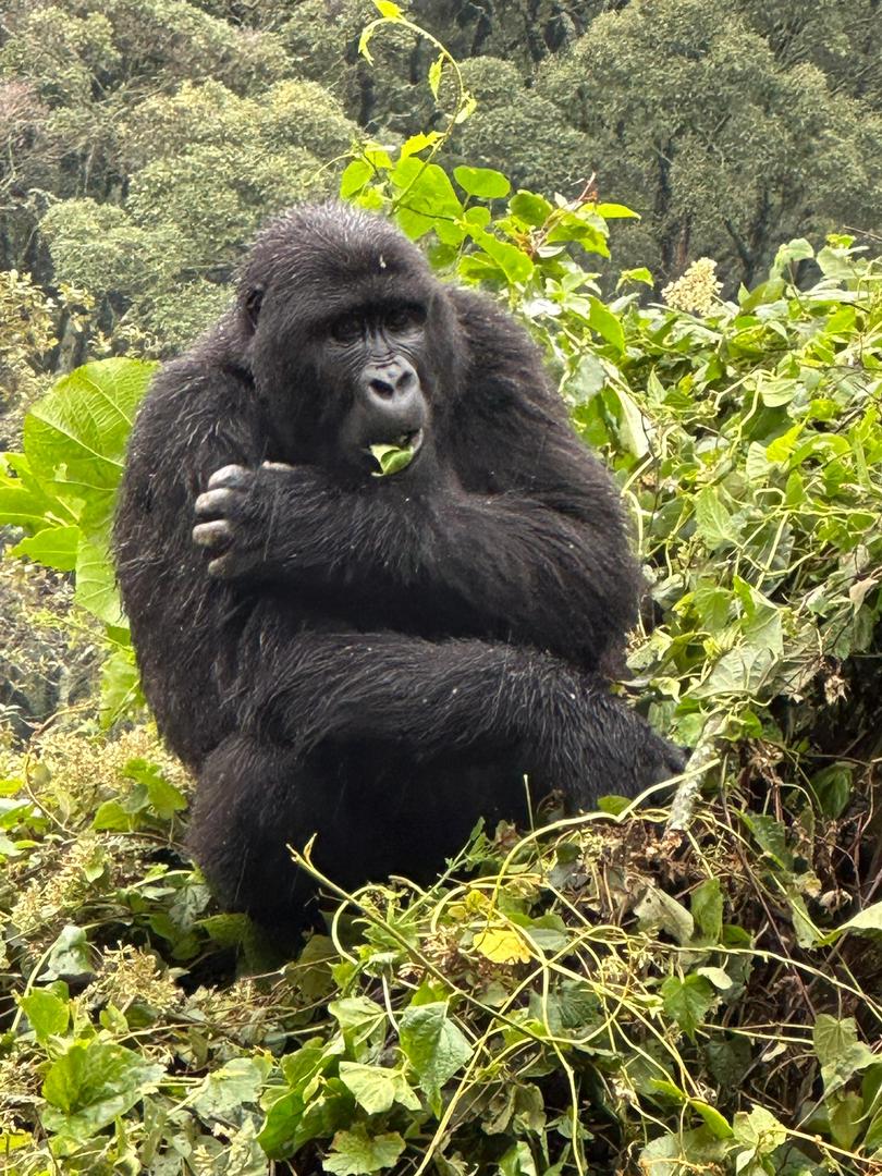 Gorila en Uganda